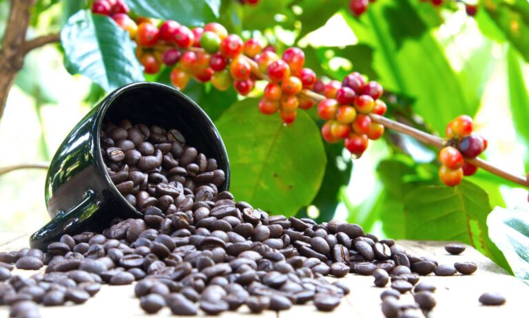 Coffee History From Ethiopia to United States