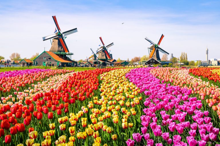 Celebrate The Netherlands